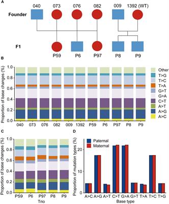 Trio-Based Deep Sequencing Reveals a Low Incidence of Off-Target Mutations in the Offspring of Genetically Edited Goats